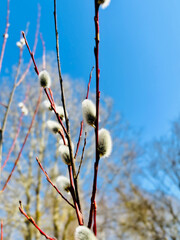 Soft willow catkins branches growing outdoors in early spring © Viktorija.Moments