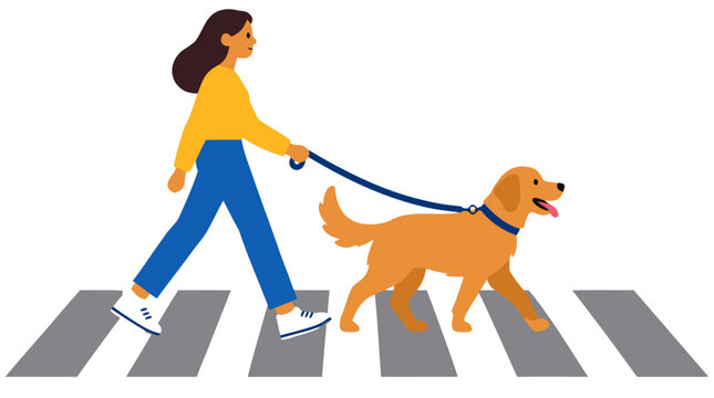 Flat color vector illustration of a happy woman in yellow top and blue pants walking her friendly golden retriever dog on a leash across a pedestrian crosswalk with bold shapes and clean design