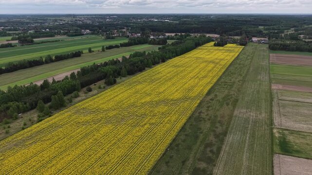 Blooming canola field creating natural yellow background