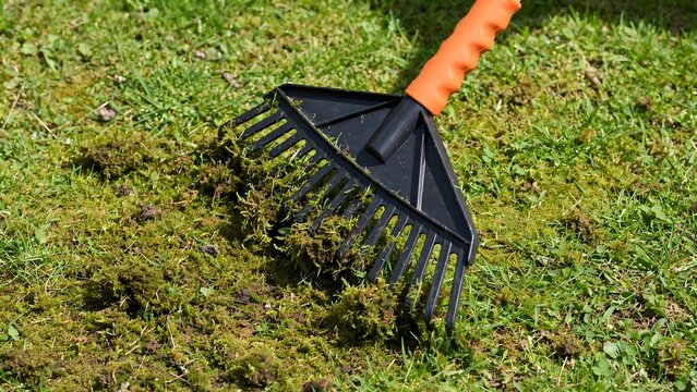 Hand rake removing moss from lawn