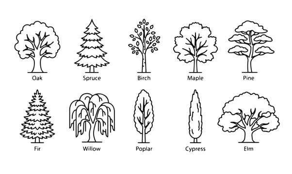Tree types linear icon set including oak, spruce, pine, and willow vector.