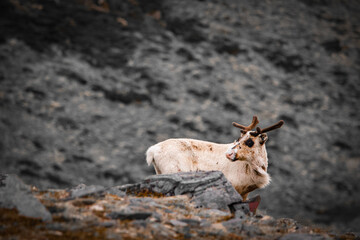 Reindeer resting on rocky ground © Maryna