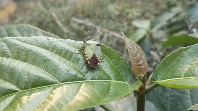 4K macro video of a green shield bug crawling on a green leaf while actively moving its antennae with bokeh background