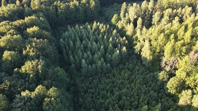 Fresh clean air and greenery in a healthy forest