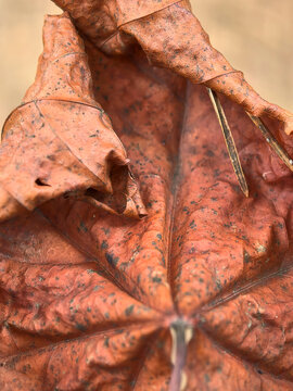 Colors of fall in vibrant orange leaves resting on the ground