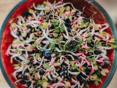 Colorful microgreens and sprouts filling a round red and blue bowl, viewed from above with varied leaves, stems, and textures in a food presentation