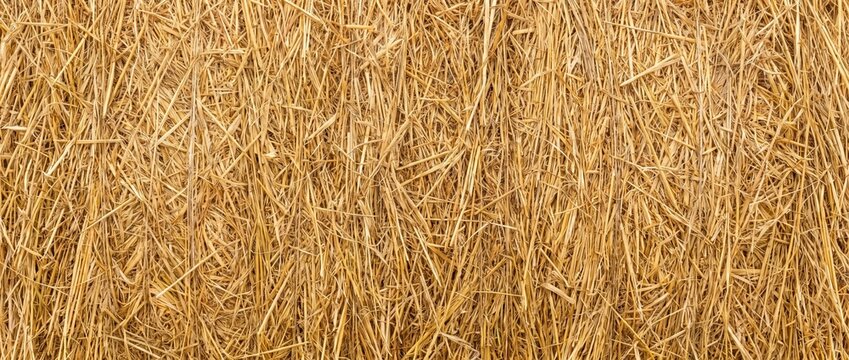 Close up of golden straw hay bale texture. Dry yellow stalks and stems background. Rustic agricultural harvest pattern