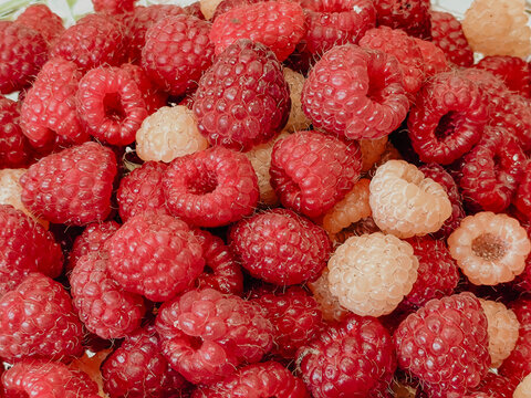 Fresh red and pale raspberries filling the frame with detailed drupelets, hollow centers, and natural variation in color and texture, close-up berry food background
