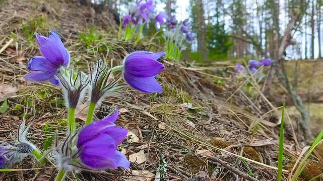 Eastern pasqueflower blooms in its natural habitat