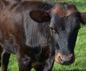 Brown Bovine Heifer Chewing Cud Outdoors © dejavudesigns