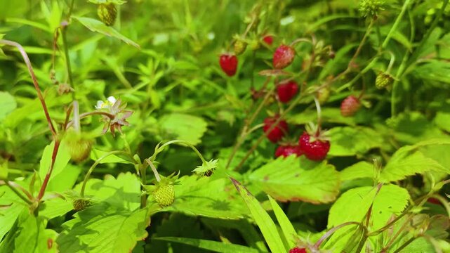 Red wild strawberry berries in their natural environment