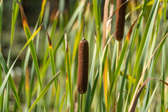 A single brown cattail seed head rises among tall green reeds in warm sunlight, with a softly blurred wetland background.
