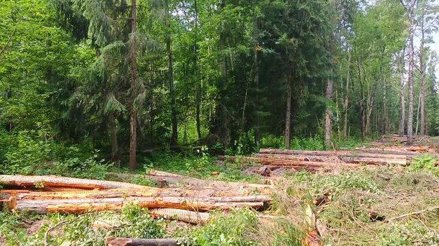 The harvested timber is stored in the logging area under development