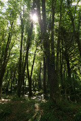Obraz premium Irish Forrest in summer