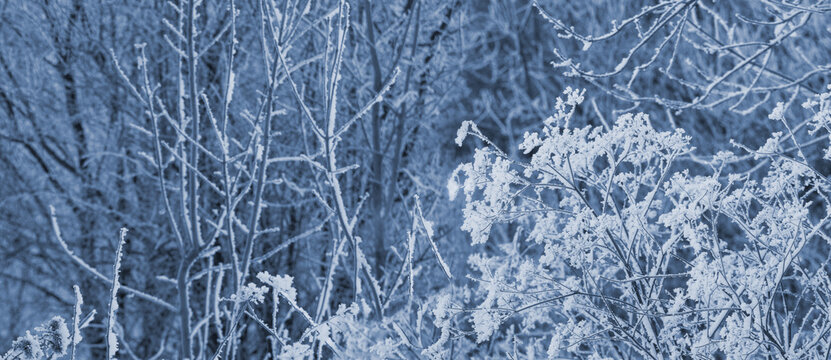 Frosty winter forest with rime on branches