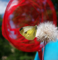 Catching butterflies with a net. A bright white spotted butterfly on a fluffy dandelion and a red net. Summer fun. © Oleksii