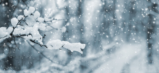 Snow-covered branch during snowfall in winter forest © Iryna