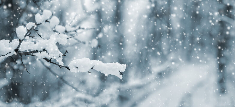 Snow-covered branch during snowfall in winter forest