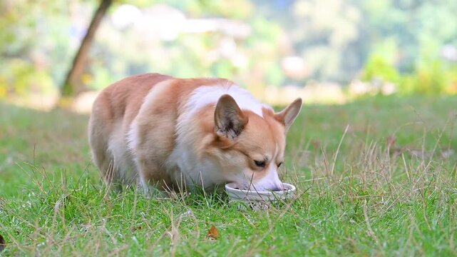 pembroke corgi eats from a plate in nature