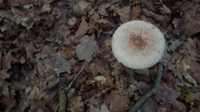 A parasol mushroom growing in the forest during autumn days, tasty forest mushroom, picking mushrooms, vertical.