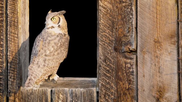 Beautiful Great Horned Owl sitting in a window of an abandoned barn