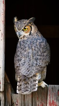 Beautiful Great Horned Owl. Vertical Video.