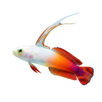 A vibrant firefish isolated on transparent background, showcasing brilliant orange, red and white colors