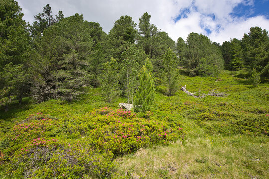 Alpine landscape below the tree line in the Hohe Tauern in Austria.
