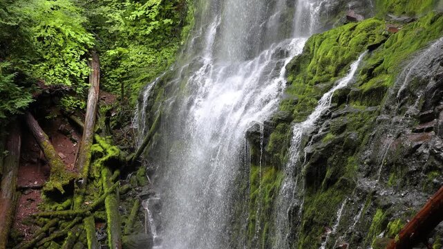 The lush forest and moss at Proxy Falls in Oregon, USA.