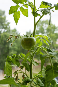 Healthy tomato plant with green unripe tomato and flowers with developing ovaries on home garden vine.