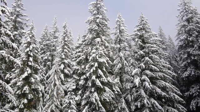 It's a winter wonderland. Flying over a fresh snow covered forest in Oregon