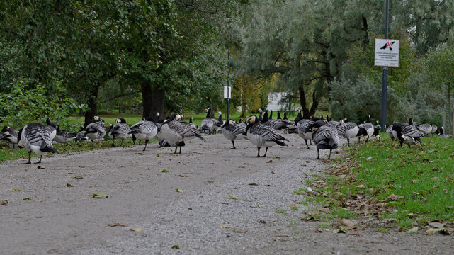 Numerous barnacle geese gathered across a pedestrian path and surrounding grass in an urban park.