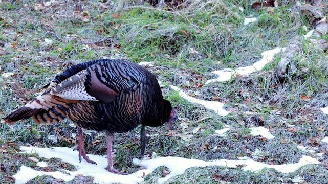 A wild Turkey in the Zion National Park, Utah.