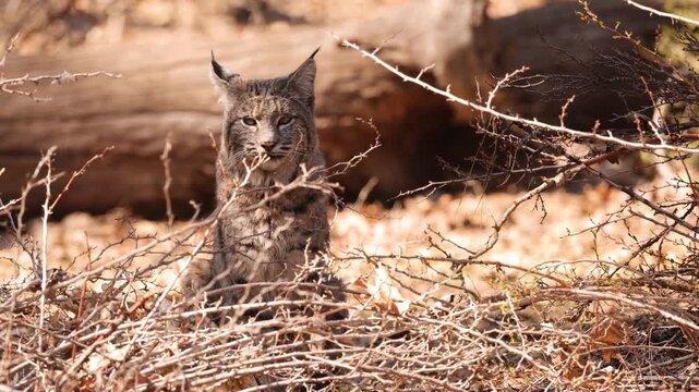 Wild Bobcat in Yosemite National Park in California