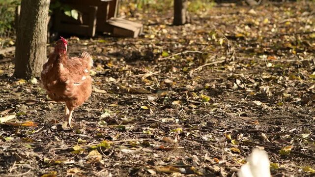 Several chickens move and run around an open outdoor chicken coop in a rural farm setting. 