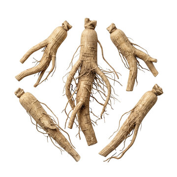 Five dried ginseng roots arranged in a circular pattern, isolated on transparent background for design