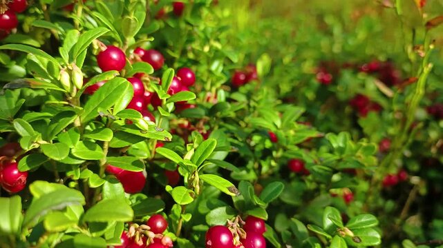 Wild lingonberries grow in the forest