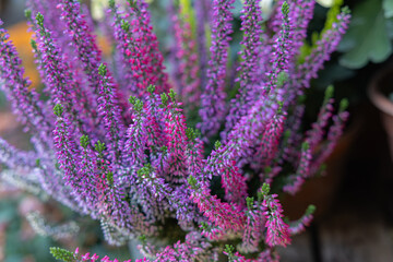 Obraz premium Close up of colorful blooming heather calluna flowers with purple pink and yellow green branches