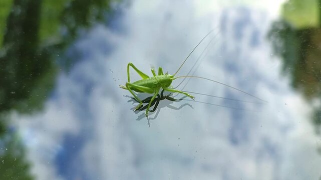 A green grasshopper is sitting on the glass. The sky and the clouds are reflected in the glass