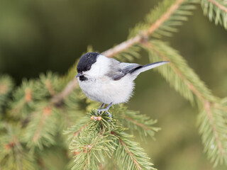 Fototapeta premium Cute bird the willow tit, song bird sitting on the fir branch