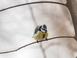 Cute bird, Eurasian blue tit, songbird sitting on a branch without leaves in the autumn or winter © Dmitrii Potashkin