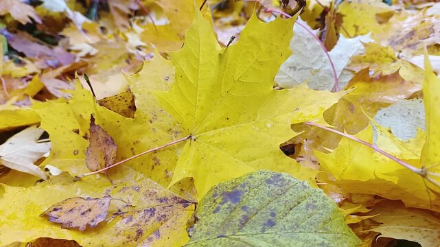 autumn, yellow, fallen maple leaves