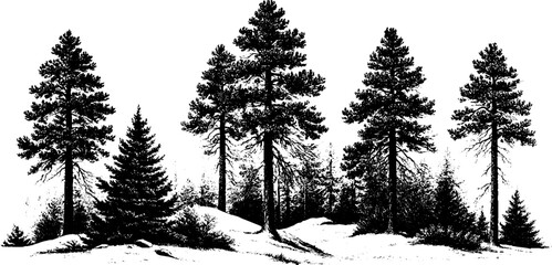 Fototapeta premium Antique winter forest engraving background with pine trees and snow for vintage poster and wallpaper design