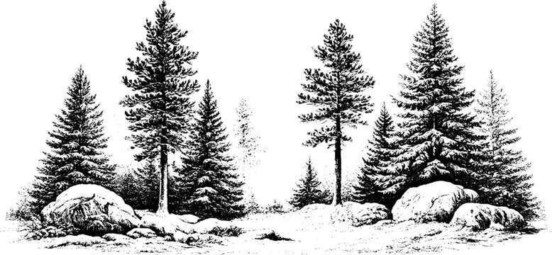 Antique winter forest engraving with pine trees rocks and snow for vintage poster and wallpaper design