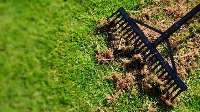 Rake removing lawn thatch from grass