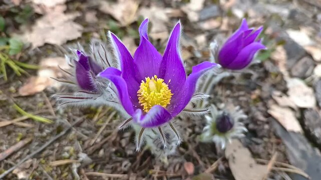 Eastern pasqueflower blooms in its natural habitat