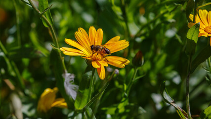 A bee is collecting nectar from a calendula flower. Calendula — bright orange flowers in the shape of daisies. Summer background. Natural wallpaper. Calendula is a medicinal and friendly bee plant. © Flower_Garden