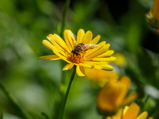 A bee is collecting nectar from a calendula flower. Calendula — bright orange flowers in the shape of daisies. Summer background. Natural wallpaper. Calendula is a medicinal and friendly bee plant. © Flower_Garden