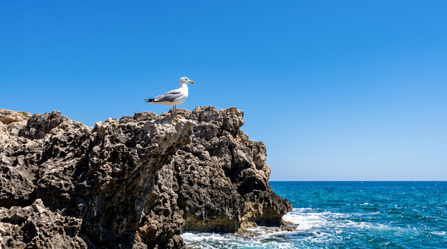 Gaviota blanca posada sobre una formaci&oacute;n rocosa escarpada frente a un cielo azul intenso y completamente despejado en una costa mediterr&aacute;nea soleada.