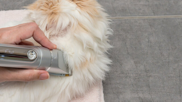 Grooming a fluffy pet cat with a clipper on a soft towel placed on a tiled floor in a well-lit indoor setting